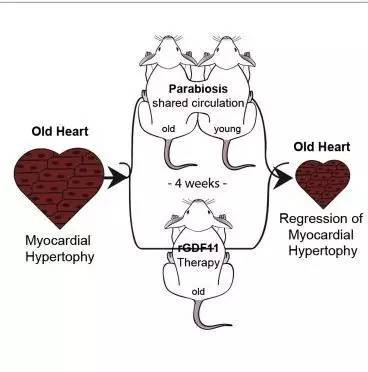 尝试将两只不同年级的老鼠的循环系统通过外科手术的方式联系在一起