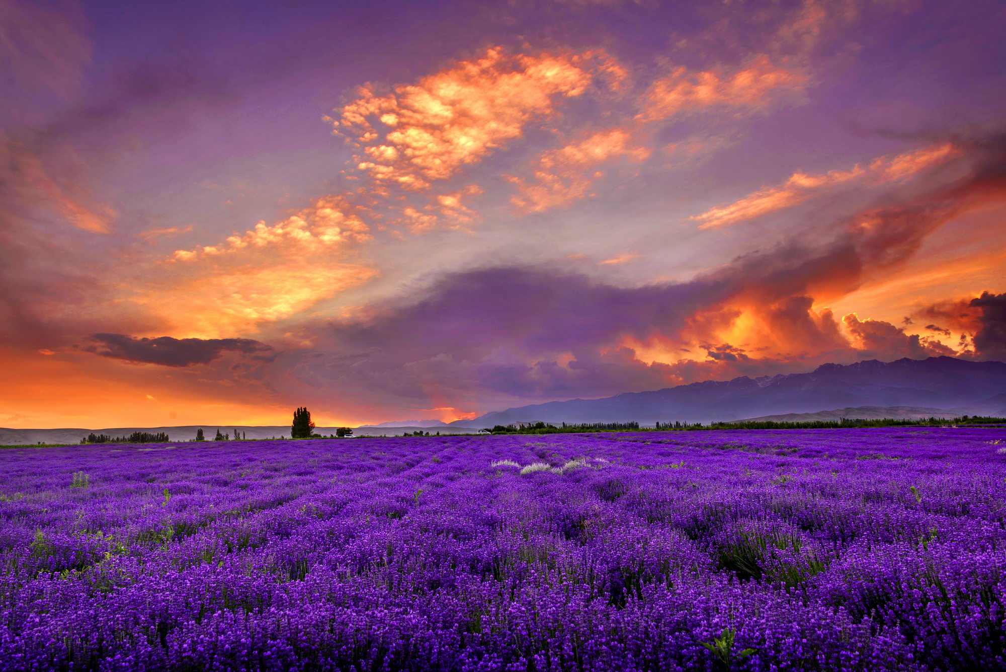 Lavender Scent - Purple Photo (34727362) - Fanpop