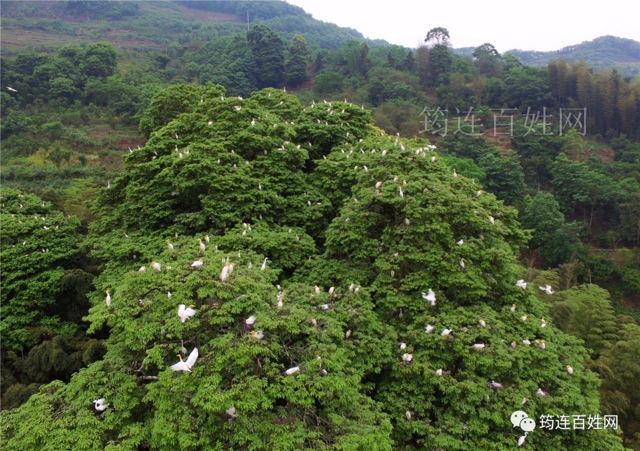 空中鸟瞰筠连白鹤林"千鹤飞舞",场面壮观,令人震撼!