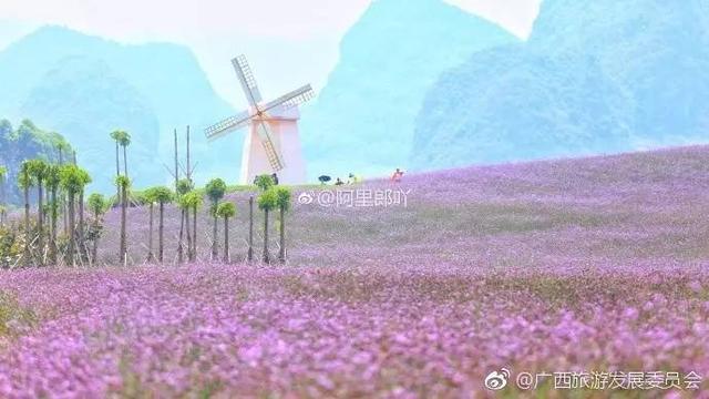 广西忻城薰衣草庄园6月花开季节是小伙伴爱拍照的好地方