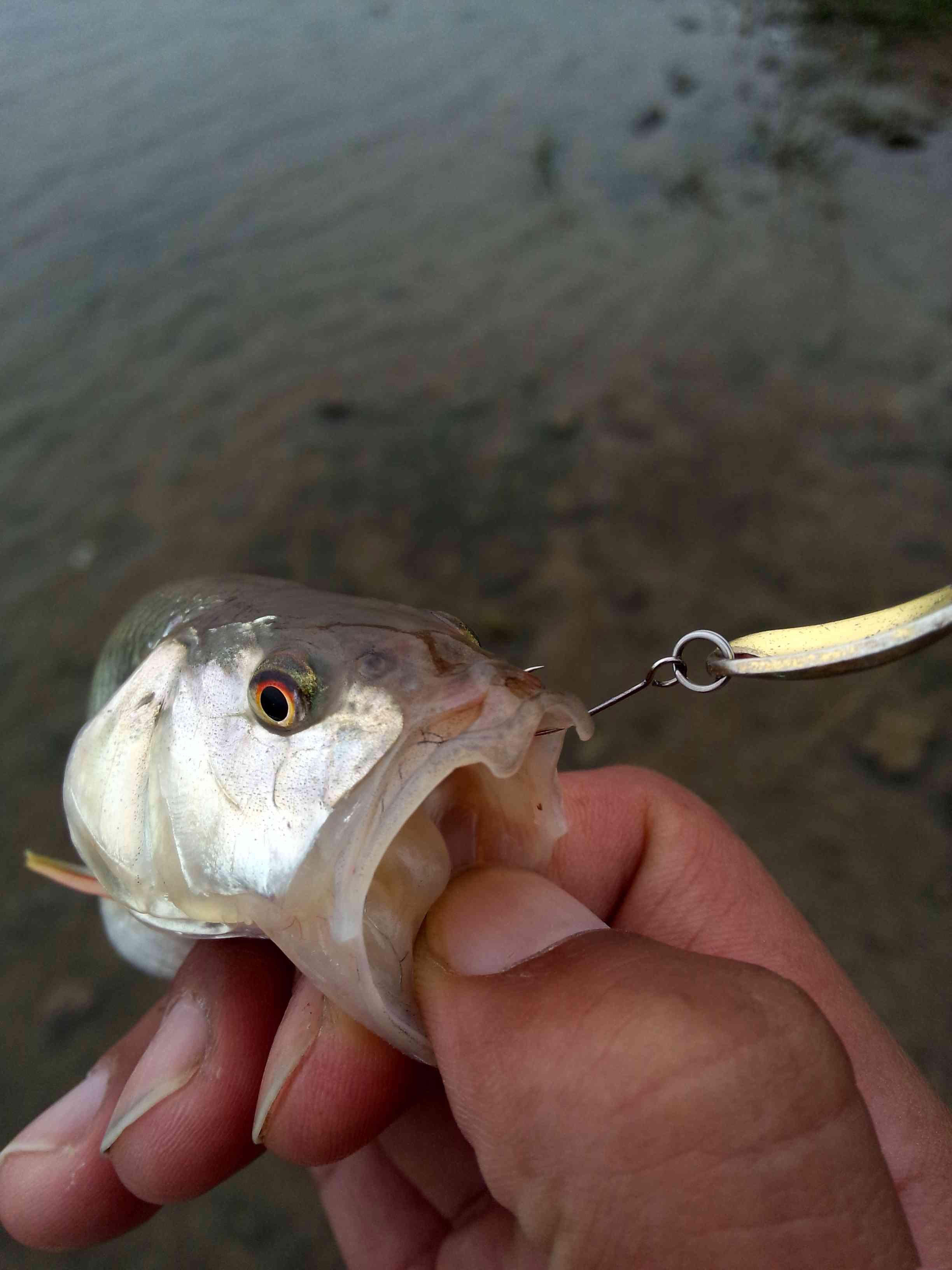 此鱼个体虽小,但嘴巴很大,咬钩特别凶猛