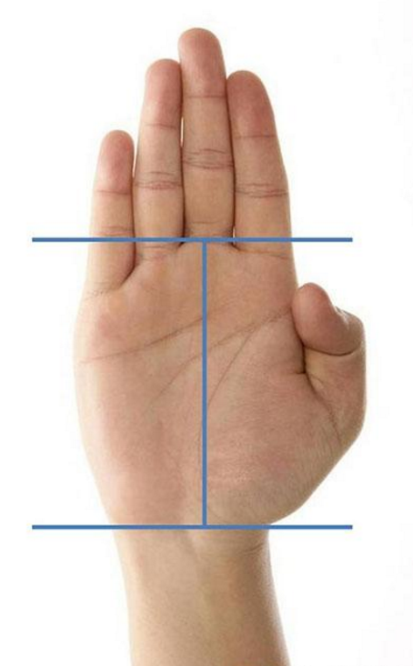 现在来看手掌的长度. 从中指基部线至手颈线的长度,看图示