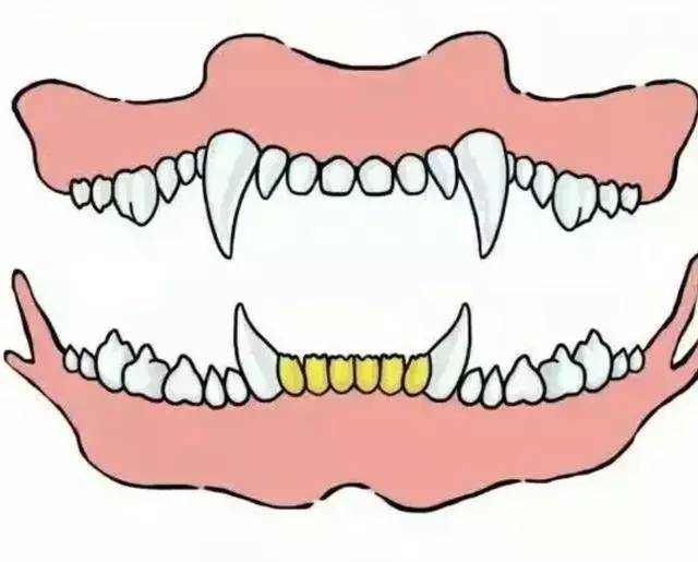 从狗狗牙齿看年龄你学会了吗