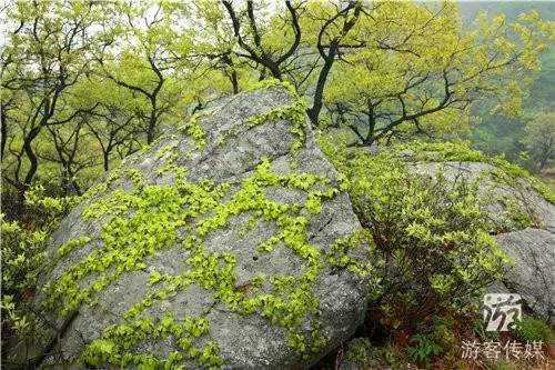 普兰店旅游|鸡冠山国家森林公园