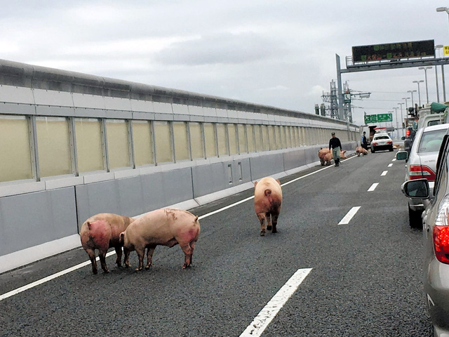 日本大阪一卡车发生事故 19只猪乱入高速公路(组图)