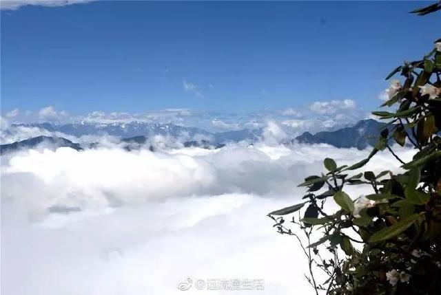 四川彭州铁瓦殿现在是杜鹃花的山头五色花海绵延数十里