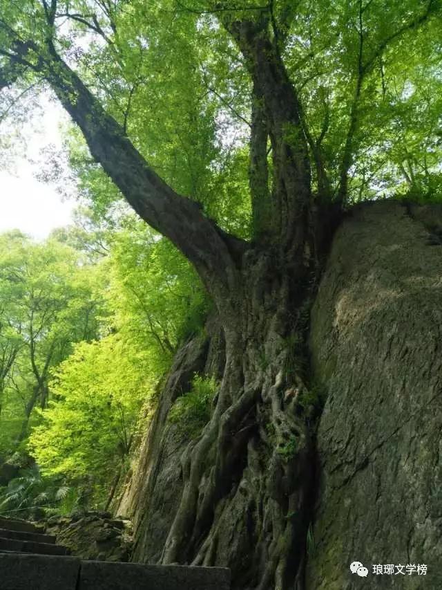 生命的树