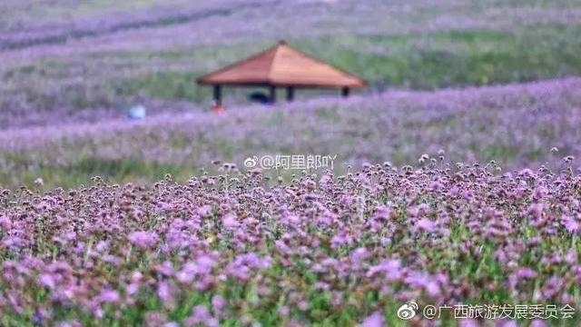 广西忻城薰衣草庄园6月花开季节是小伙伴爱拍照的好地方