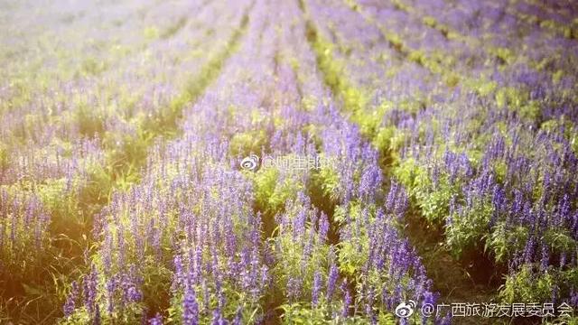 广西忻城薰衣草庄园6月花开季节是小伙伴爱拍照的好地方