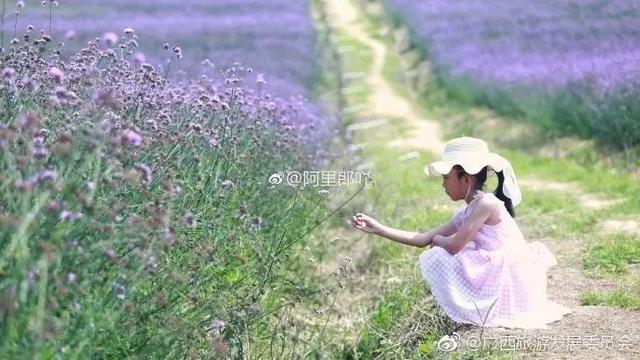 广西忻城薰衣草庄园6月花开季节是小伙伴爱拍照的好地方