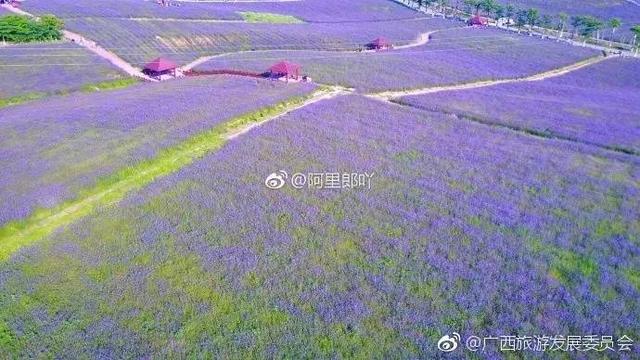 广西忻城薰衣草庄园6月花开季节是小伙伴爱拍照的好地方