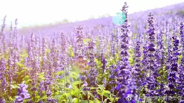 广西忻城薰衣草庄园6月花开季节是小伙伴爱拍照的好地方