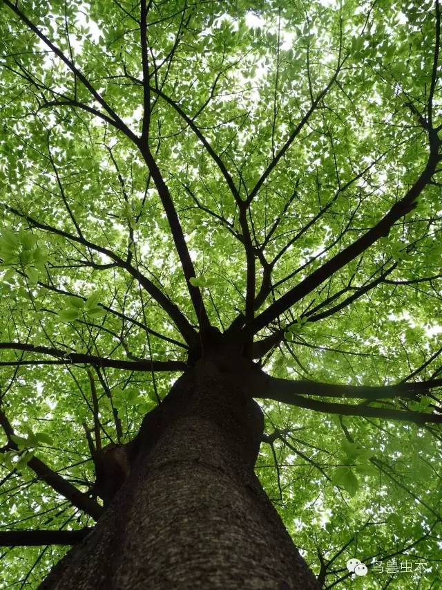 爱树倡导一人,一树,一生活的自然生活理念,推动公众参与低碳减排活动