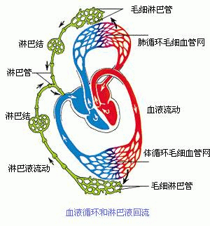 健康 正文 人体三大循环系统 淋巴有什么作用?