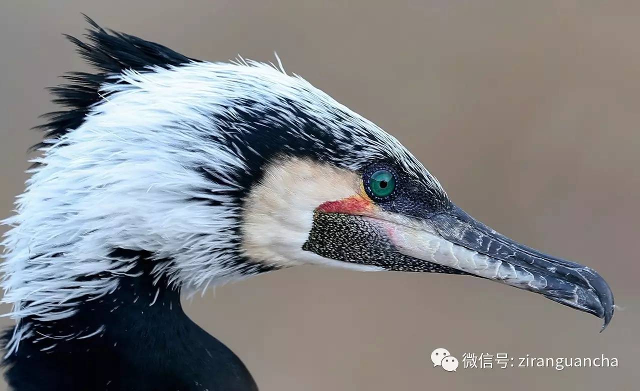 青海湖的鸟