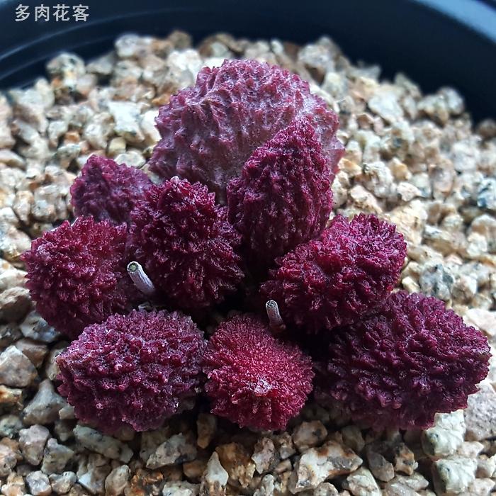 漂亮多肉植物系列 这样紫红色水泡 你知道叫什么吗