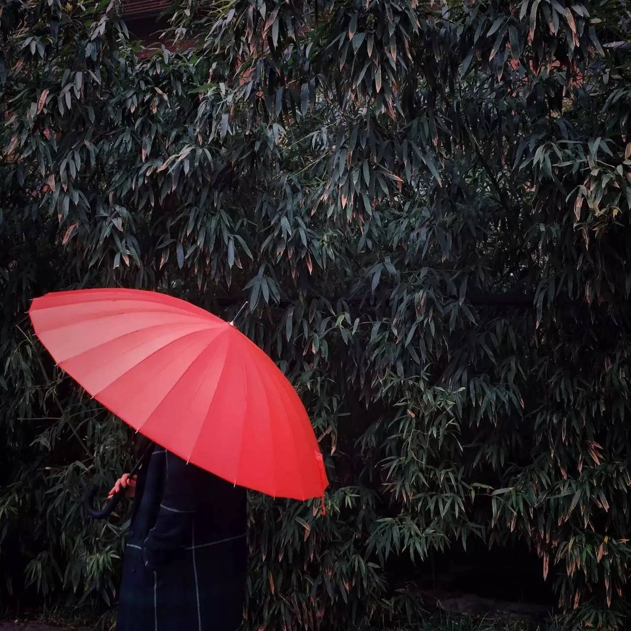 北京难得的雨天里,红伞是蒙蒙雨景中最能击中眼睛的一抹颜色.