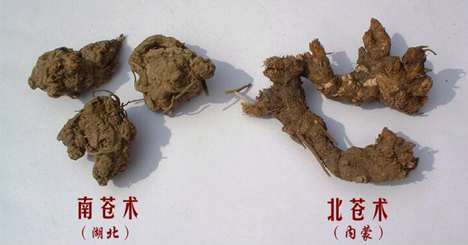 南苍术北苍术傻傻分得清吗进来看看