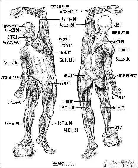 解剖从头到脚【必须收藏】