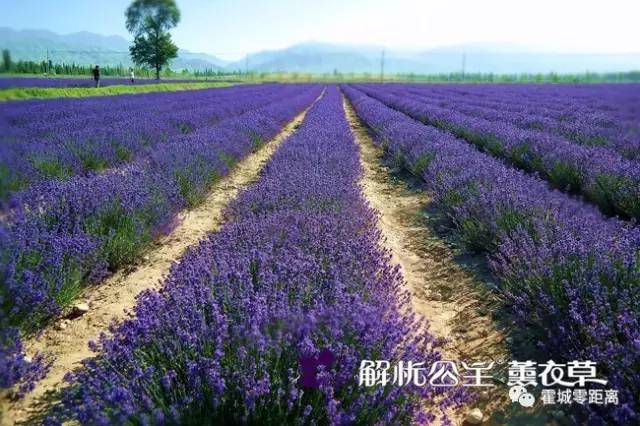 新疆霍城县多少人口_霍城县初级中学