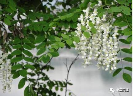 大连最美槐花道,十里飘香溢满街