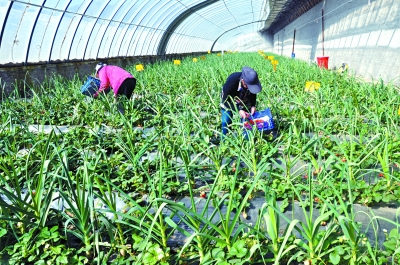 cozy grove混搭绿色蔬菜怎么获得_绿色蔬菜图片