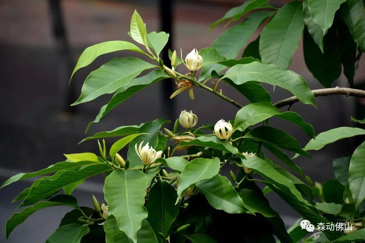 你认识佛山的"市花"吗?白兰花开,幽香醉人