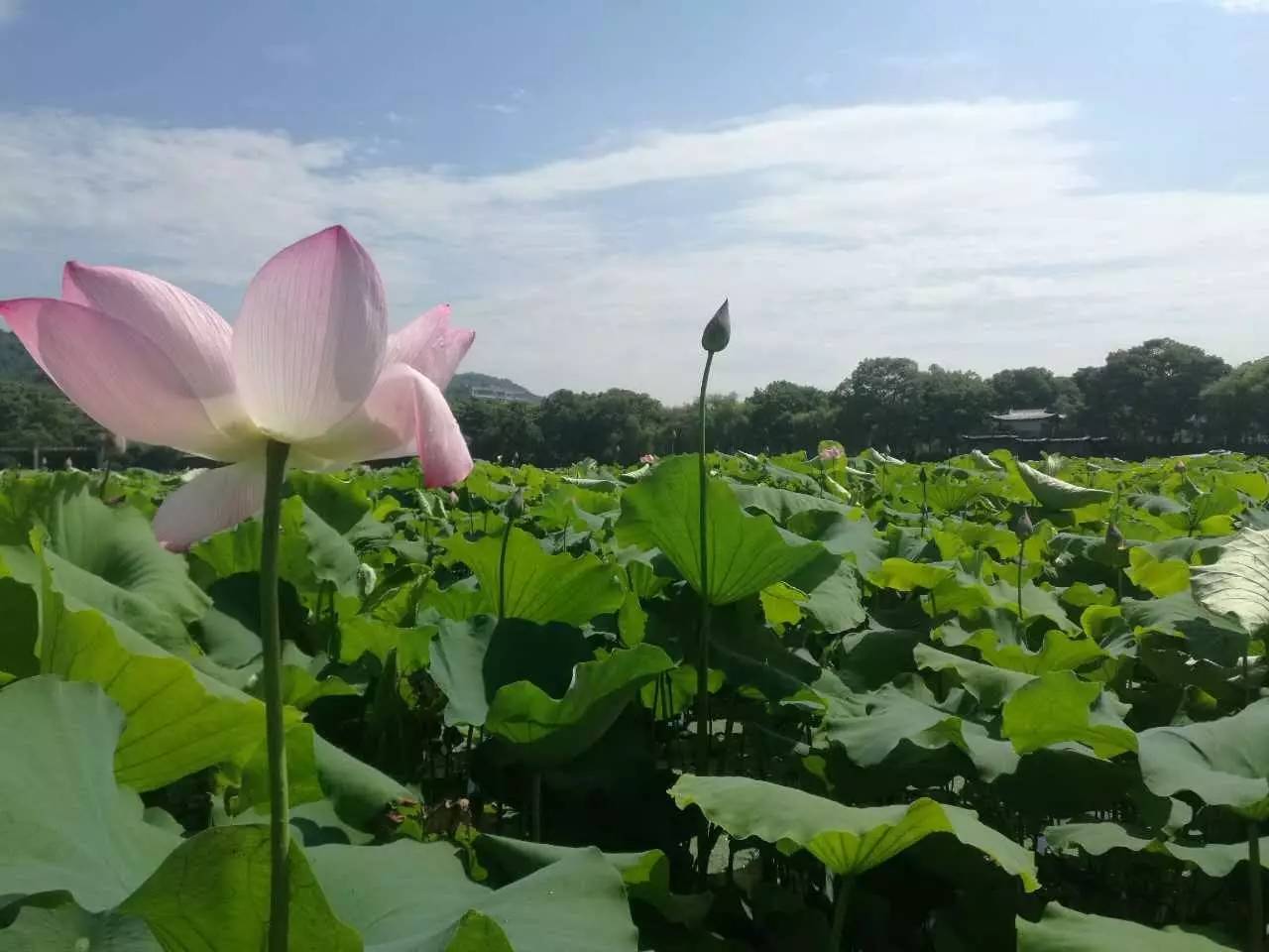 夏天夏天悄悄来临,带来小粉红—西湖荷花绽放啦!