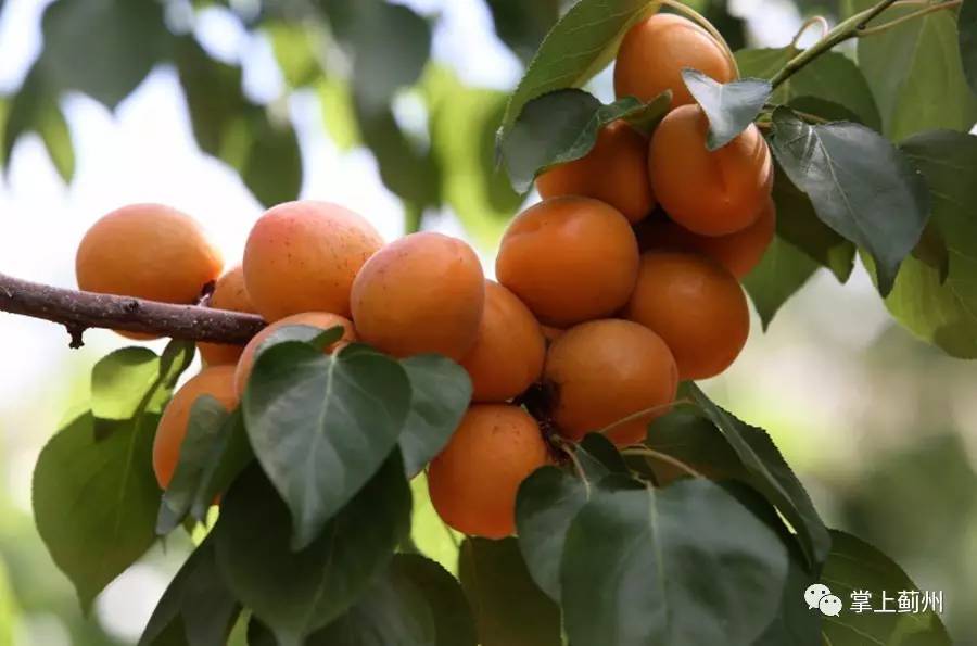 芒种至见黄杏蓟州区西龙虎峪镇鲁家峪村的银白杏熟了