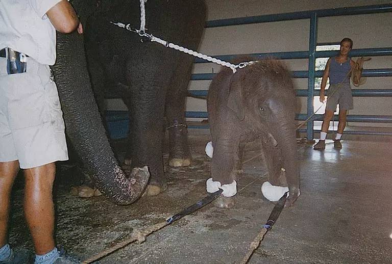 被泰国网站禁播，这就是大象旅游业背后的残酷真相…