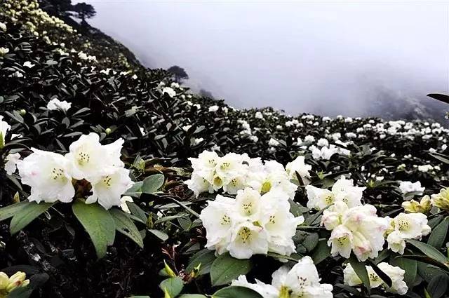 惊艳!苍山杜鹃花开已满山