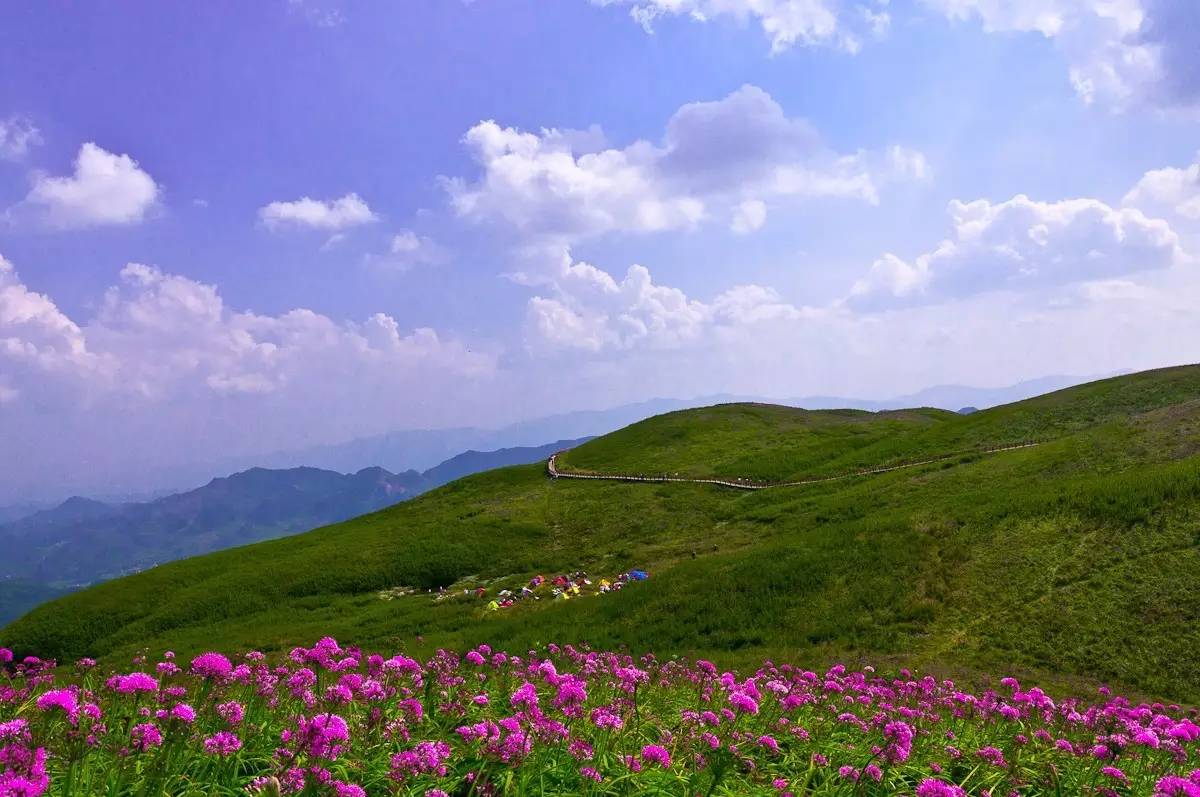 世界上最大的野生韭菜花地大韭菜坪 每年的八九月份,是被称为"天上