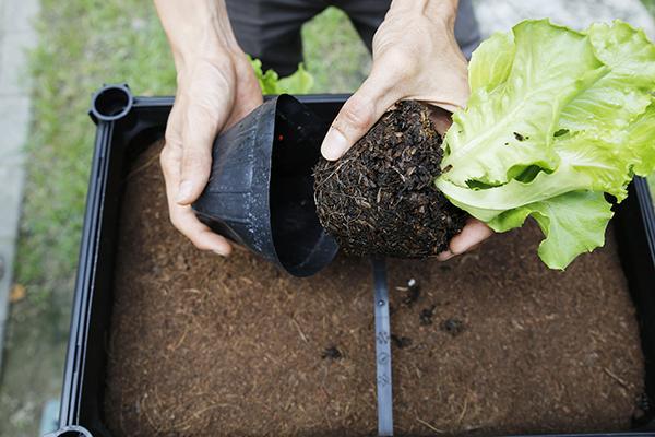步骤1 将种子适用的有机土壤倒入种菜箱约8分满,太干松的质材可先浇水
