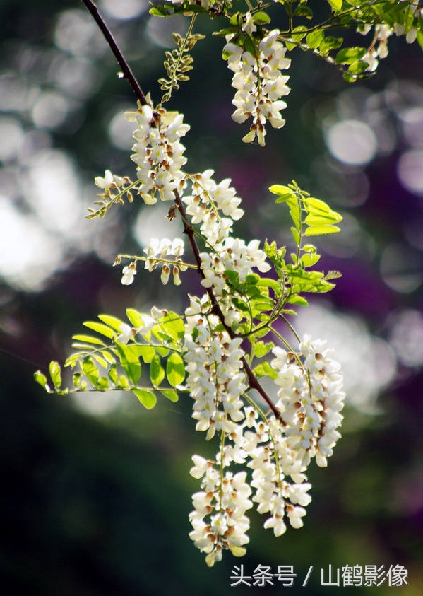 摄影欣赏:槐花