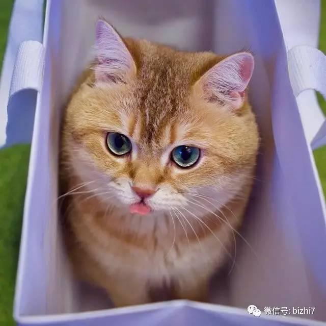 猫咪头像,圆脸才是最萌的