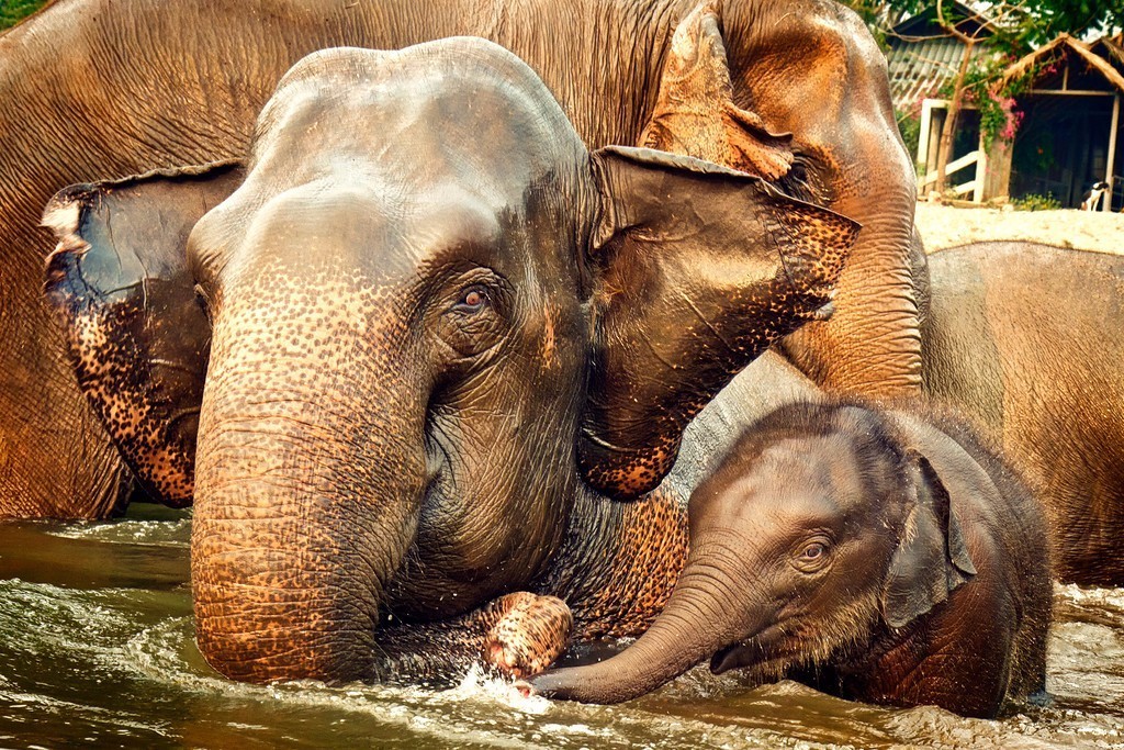 被泰国网站禁播，这就是大象旅游业背后的残酷真相…