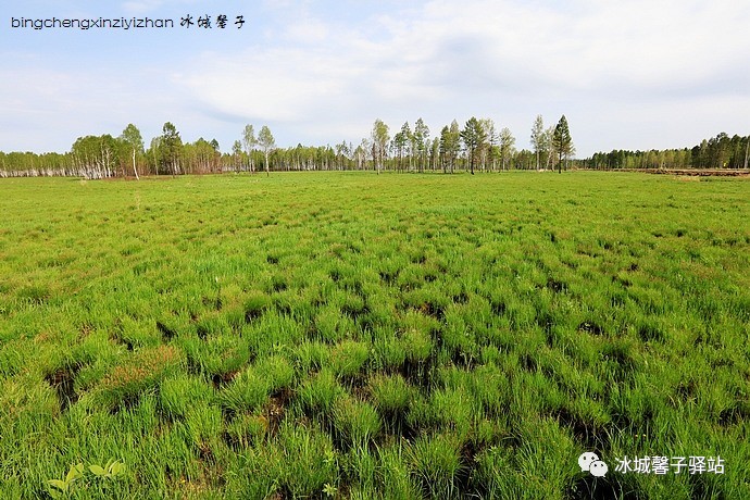 以草本,森林,灌丛沼泽湿地以及人工湖泊湿地等多样性湿地组合为景观