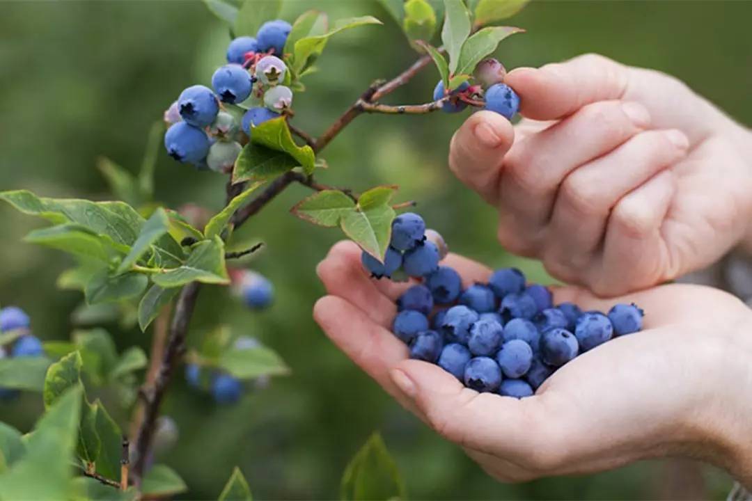 在蓝莓采摘园里,了解它,爱上它
