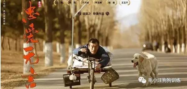 号称中国版的“忠犬八公”，赚足了亿万网友的眼泪!你看了吗？