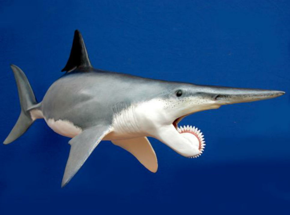 十大远古巨兽是个海洋霸主就以鲨鱼为食