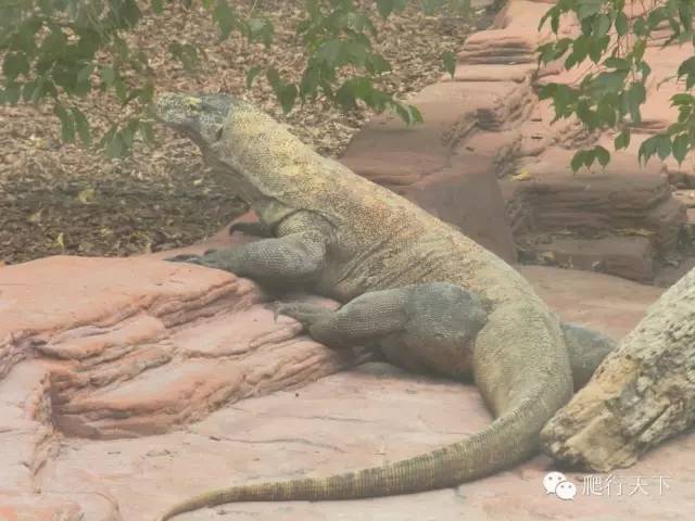 【附录一科莫多巨蜥】活着的龙—komodo dragon