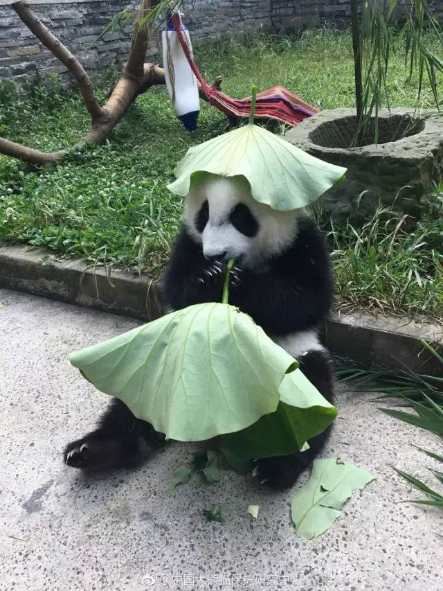 宠物 正文  wuli滚滚儿又出来搞事情了 中国大熊猫保护研究中心的滚滚