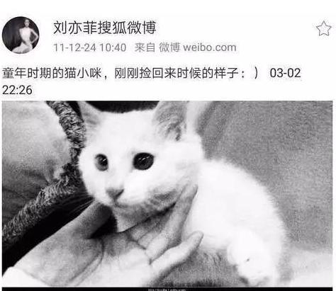 刘亦菲家后院曝光，没想到被猫咪抢了戏