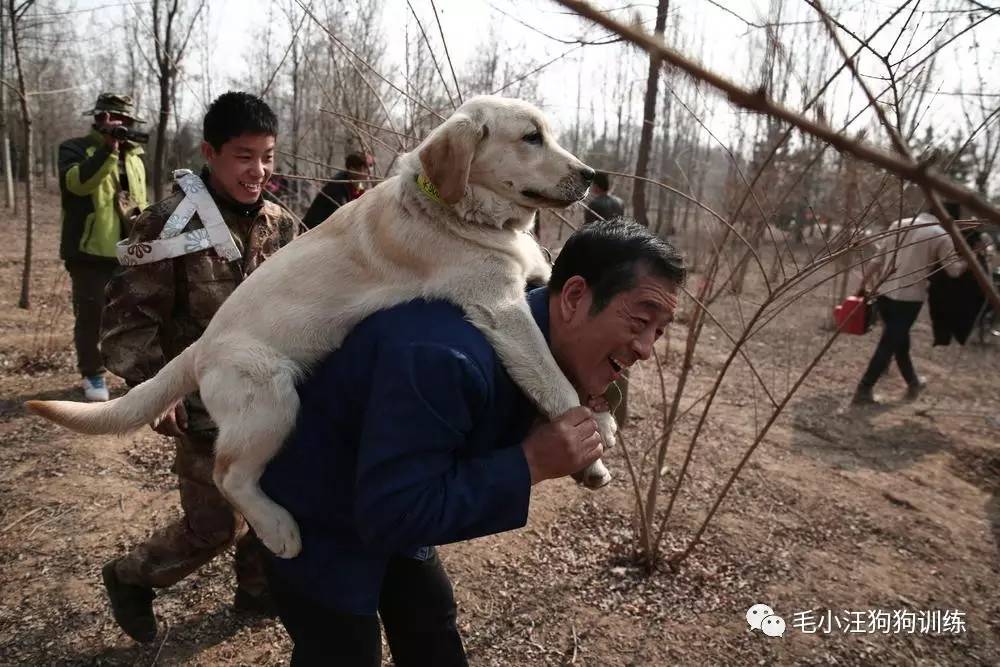 号称中国版的“忠犬八公”，赚足了亿万网友的眼泪!你看了吗？