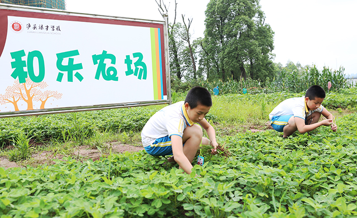 泸县:农场盛行校园 学生体验种菜乐趣