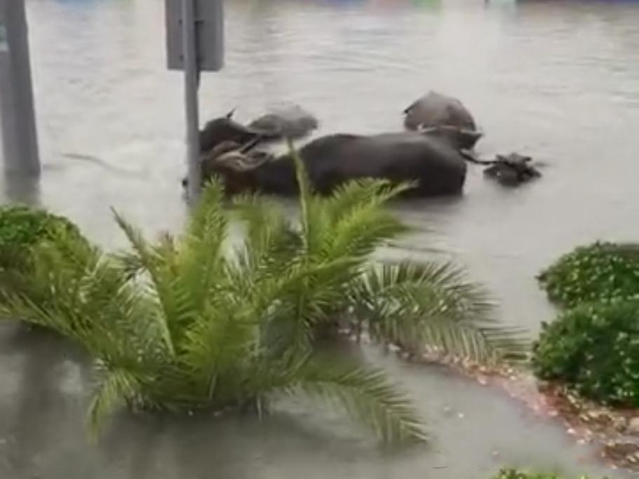 贵阳特大暴雨 水牛汽车街头游泳(组图)