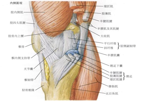 三个肌肉组成的联合腱膜;它与膝关节内侧副韧带之间的有一个浅层滑囊