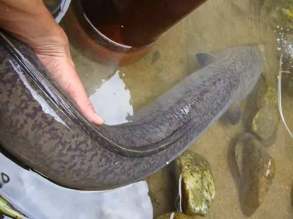 1.34米长,15斤重,我从没见过这么大的鳗鱼