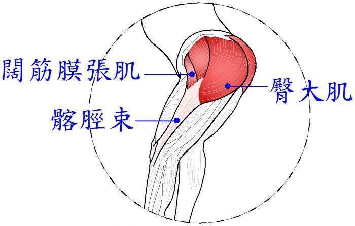 2,阔筋膜张肌肉肌肉功能:近固定,使大腿在髋关节处伸和旋外,肌肉的上