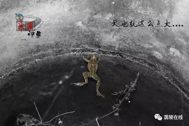青蛙在井底猜成语_井底青蛙图片(3)
